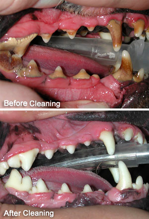 The Importance of Dental Care