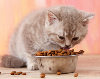 Nutrition for Pets